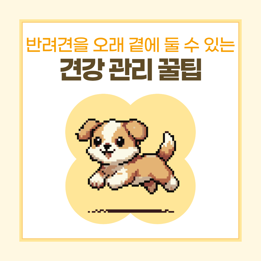 반려견 건강관리