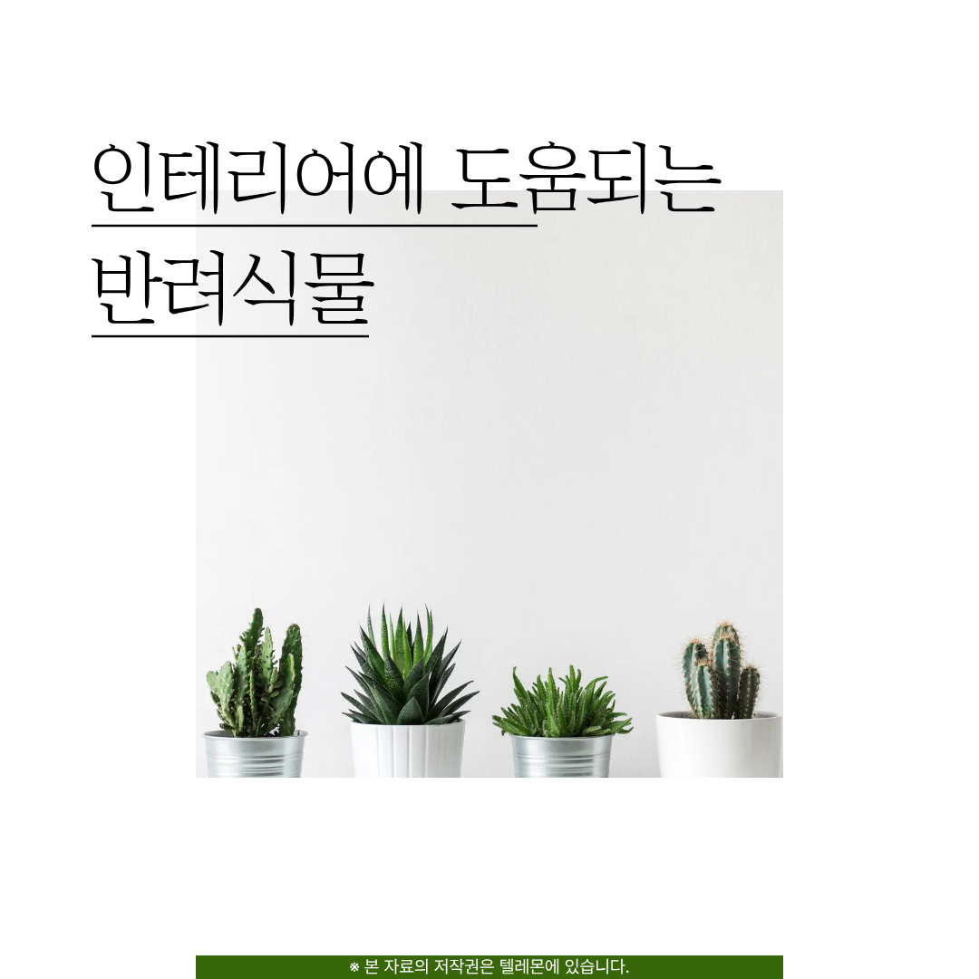 분위기를 바꾸는 반려식물